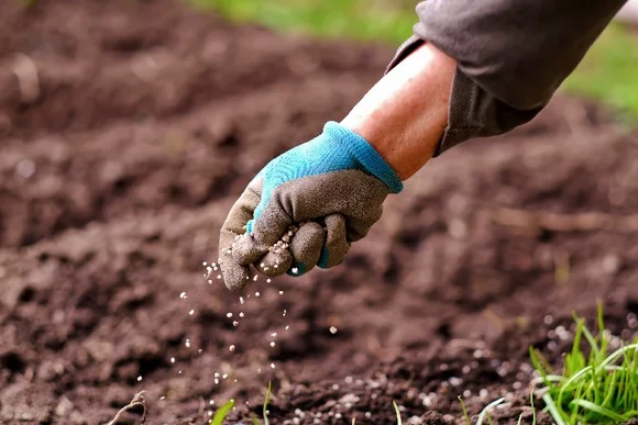 Hand streut Dünger auf Gartenboden